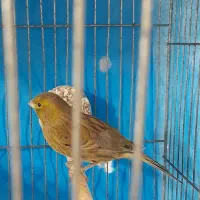 قناری مسکویی اصیل