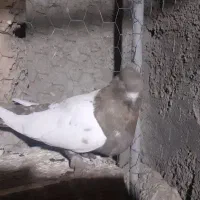 کبوترهمه چی تمام سرکله دار|پرنده|بسطام, |دیوار