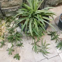 گلدان های گندمی|گل و گیاه طبیعی|تهران, دربند|دیوار