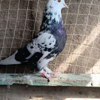 کبوتر نر