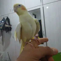 عروس هلندی ماده دستی