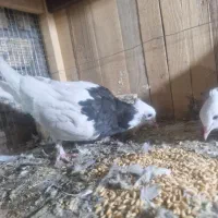 کبوتر یا کفتر طوقی|پرنده|قم, باجک یک|دیوار