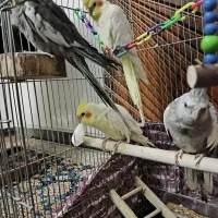 عروس هلندی|پرنده|اراک, |دیوار