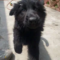 ژرمن شولاین بلک و دورنگ