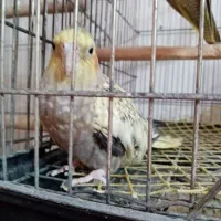 عروس هلندی های ماده (بازدید شهر جویبار )