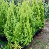 تولیدی گل و گیاه (فضای سبز)