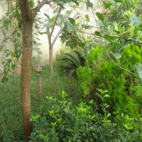 ۲۴۰ متر زمین مسکونی سند دار  شهرک سید احمد خمینی|فروش زمین و ملک کلنگی|رشت, شهرک احمد خمینی|دیوار