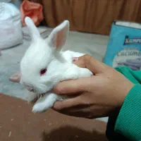 بچه خرگوش سالم و سرحال ۲ماهه