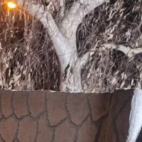 بریدن انواع درختان ایستاده