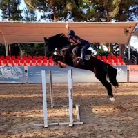 آموزش سوارکاری|خدمات آموزشی|تهران, پیکان شهر|دیوار