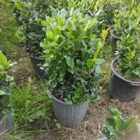 فروش یاس هلندی