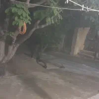 خانه فروشی کوچه شهید فخرجعفری