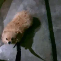 گمشده