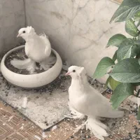 کبوتر سفید تزئینی