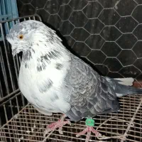 کفتر پرشی سوسک|پرنده|فاضل آباد, |دیوار