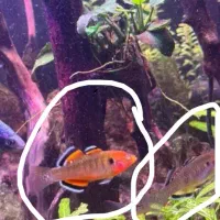 گابی امپراطور