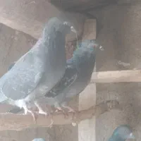 کبوترهای خالقدیم اکثرا گرگی پرش بالا|پرنده|تسوج, |دیوار