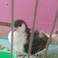 پرنده سالم