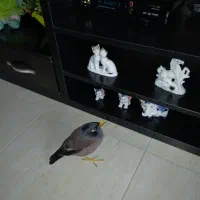 پرنده مینا ی من گمشده|حیوانات|تبریز, |دیوار