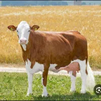خریدو فروش گاو گوساله  گاو شیری