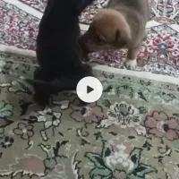 سگگ|سگ|جیرفت, |دیوار