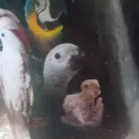 سرلاک (شیرخشک طوطی سانان)|لوازم جانبی حیوانات|ملایر, |دیوار