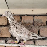 هفترنگ و سوسکی نر