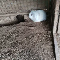 خرگوش لوپ|موش و خرگوش|فومن, |دیوار