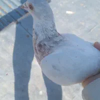 یه سار یه طوقی