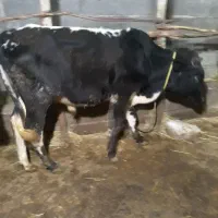 گوساله نر دورگ چالوسی (ورزاکوله) کوچصفهان (گاو نر)|حیوانات مزرعه|رشت, جانبازان|دیوار