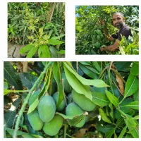 نهال انبه پیوندی ، ۴ فصل ، پر ثمر (خوشه ای)