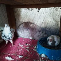 کبوتر|پرنده|سوسنگرد, |دیوار