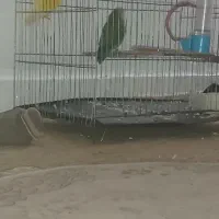 طوطی برزیلی|پرنده|شوش, |دیوار