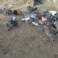 بقلمون مرغ هندی شاخدار