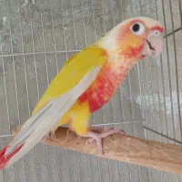 طوطی ردچیک سانچیک