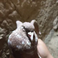 سرور سرخ کفتر