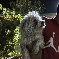 هاسکی شش ماه و پاپی پشمی یک سال|سگ|اصفهان, جلفا|دیوار