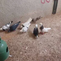 کبوتر