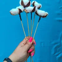 پنبه ده شاخه سفیدوقرمز