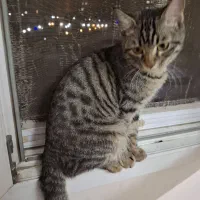 واگذاری یک عدد گربه نر