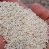 فروش مستقیم برنج هاشمی از کشاورز گیلان )