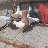 کبوترسار سینه زردطوقی آبی کرباتی گراف زرد دم سفید|پرنده|مشهد, مهدی آباد|دیوار
