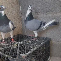 جفت ابلغ پلاکی ذات درست