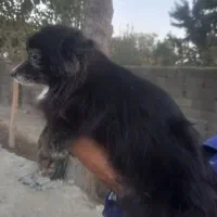 سگ آپارتمانی بالغ ماده|سگ|صفادشت, |دیوار