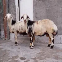 بره قوچ پوست گاوی