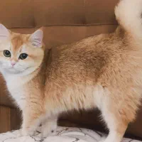 بریتیش و اسکاتیش ،NY12 11 25