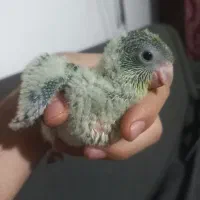 جوجه سرلاکی راهب فروش به دلیل جابه جایی