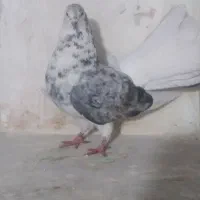 پشتار چتری|پرنده|تبریز, |دیوار