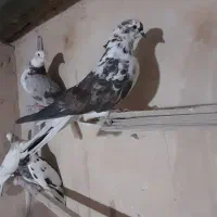 کفتر پرشی