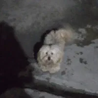 سگ پاکوتاه واگذاری